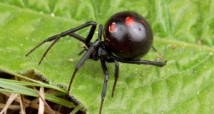 ما هي عنكبوت الارملة السوداء و كيف الوقاية و العلاج منها
