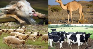 أسعار الأضاحي في مصر 2018 العجول الأغنام خروف العيد